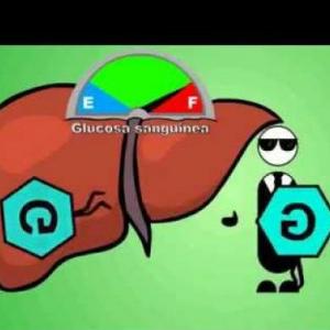 Imagen de portada del videojuego educativo: Practica tus conocimientos acerca de la Gluconeogénesis., de la temática Química
