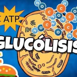 Imagen de portada del videojuego educativo: ¿Qué tanto sabes de la glucólisis?, de la temática Química