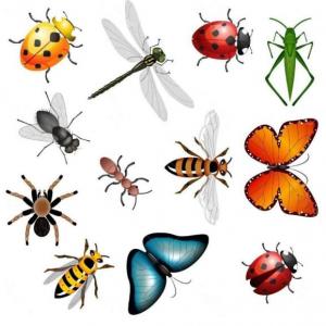 Invertebrate animals