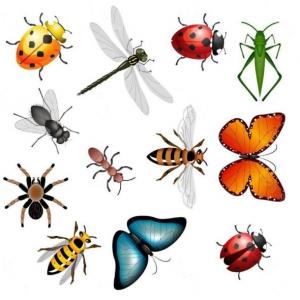 Invertebrate animals