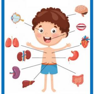 ¡Conocemos los sistemas del cuerpo humano!