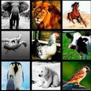 animales