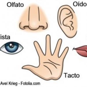 Órganos de los sentidos