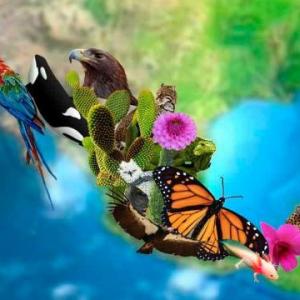 Imagen de portada del videojuego educativo: Juego de la OCA Niveles de la Biodiversidad, de la temática Biología
