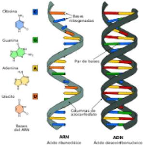 Nucleic Wars
