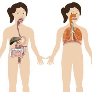 Sistema Digestivo y Respiratorio