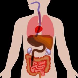 Función de Nutrición!