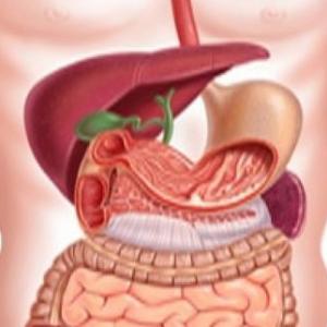 Digestión y absorción de nutrientes