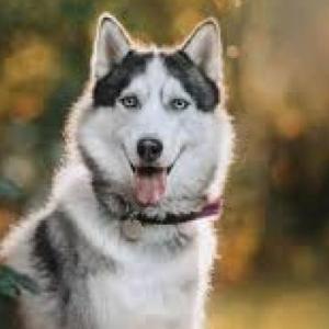 los perros son nuestros compañeros