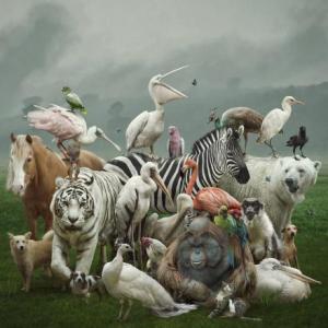 Animales
