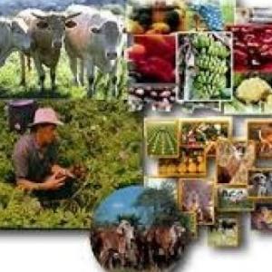 Memotest - 5° Grado - Actividades Económicas -