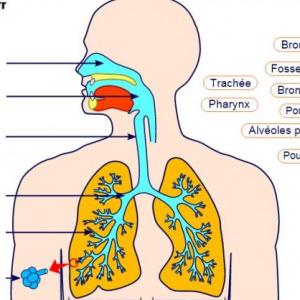 Imagen de portada del videojuego educativo: Le système respiratoire, de la temática Ciencias