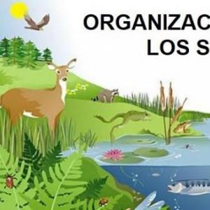Imagen de portada del videojuego educativo: Organización de los seres vivos , de la temática Biología