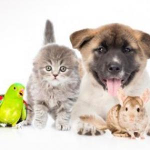 ANIMALES DOMÉSTICOS