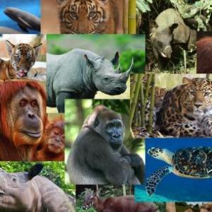Animales