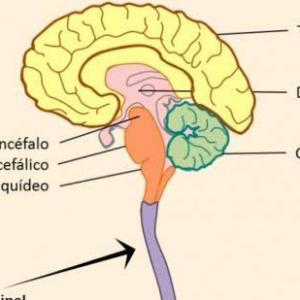 Estructura interna del cerebro 