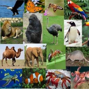 Animales