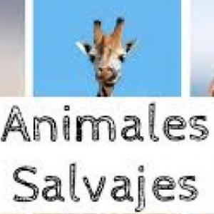 animales salvajes