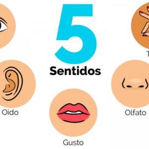 Los 5 sentidos 