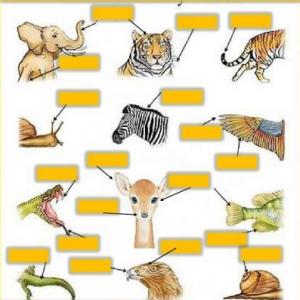 Animals Body Parts