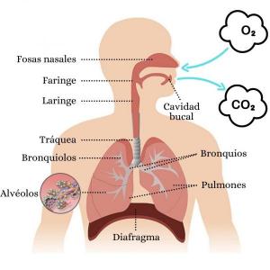 La respiración.