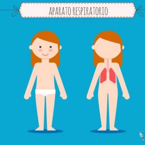 Introducción al aparato respiratorio.