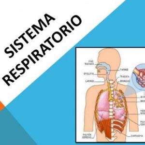 LOS ÓRGANOS DEL APARATO RESPIRATORIO.