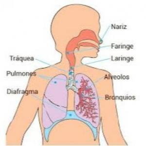 Sistema respiratorio