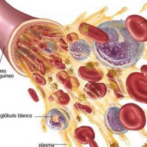 Tejido Sanguíneo y Hematopoyesis