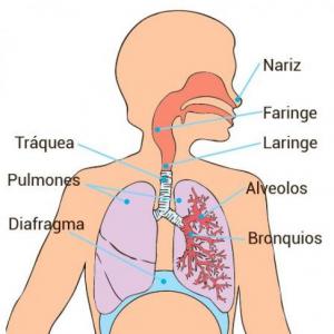 Memoriza el sistema respiratorio - Memorias - Juego educativo ...