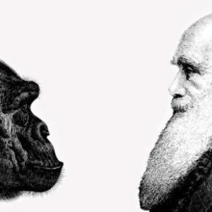 EVIDENCIAS DE LA EVOLUCIÓN