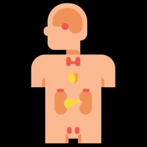 EL SISTEMA ENDOCRINO
