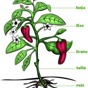 Elige la respuesta correcta.