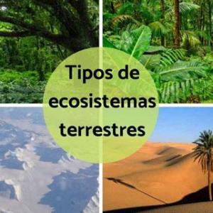 preguntas de un ecosistema