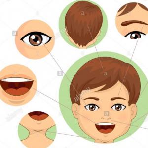 PARTS OF THE FACE