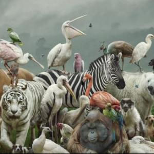 Fauna Animal