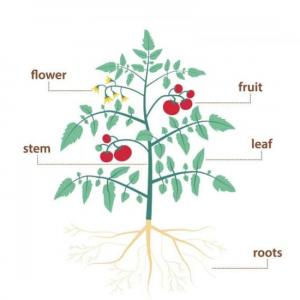 PLANT PARTS