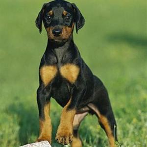 Perros Pinscher