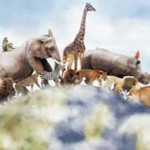 memoria de animales