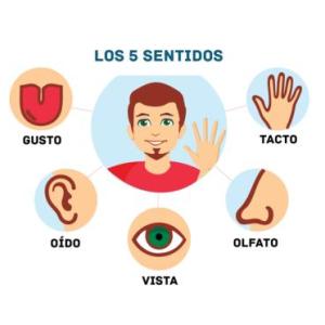 Identificamos los sentidos