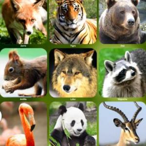 animals