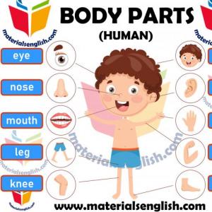 PARTS OF THE BODY
