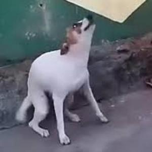 UwU