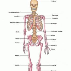 conociendo el esqueleto humano