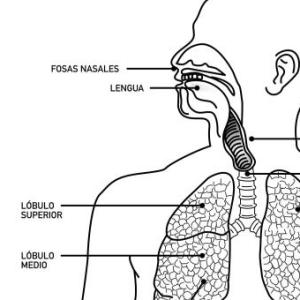 El Sistema Respiratorio