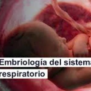 Embriología de sistema respiratorio