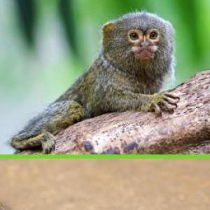 Animales de la selvay acuaticos