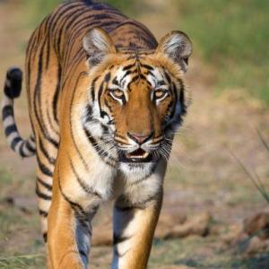Escoje los animales de la selva correctos y parecidos
