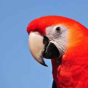 Historieta en la selva