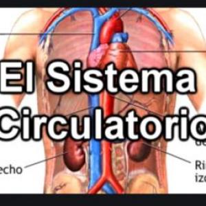 sistema circulatorio